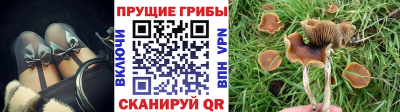 Галлюциногенные грибы Psilocybe  Купить где  Горнозаводск 
